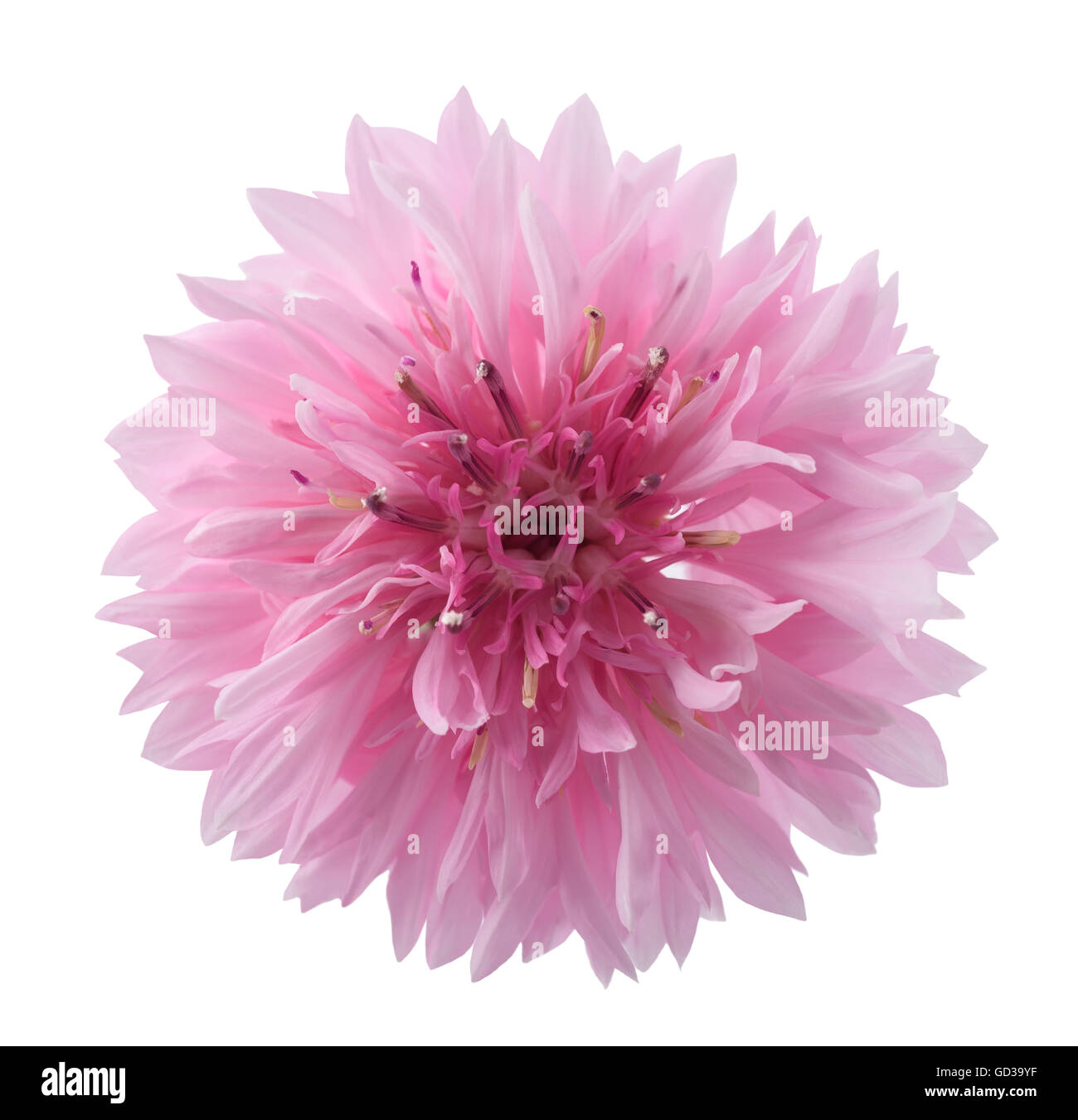 Pink cornflower (Cyanus segetum) isolated on white background Stock Photo