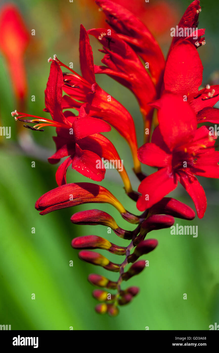 Crocosmia Lucifer Red flower Stock Photo