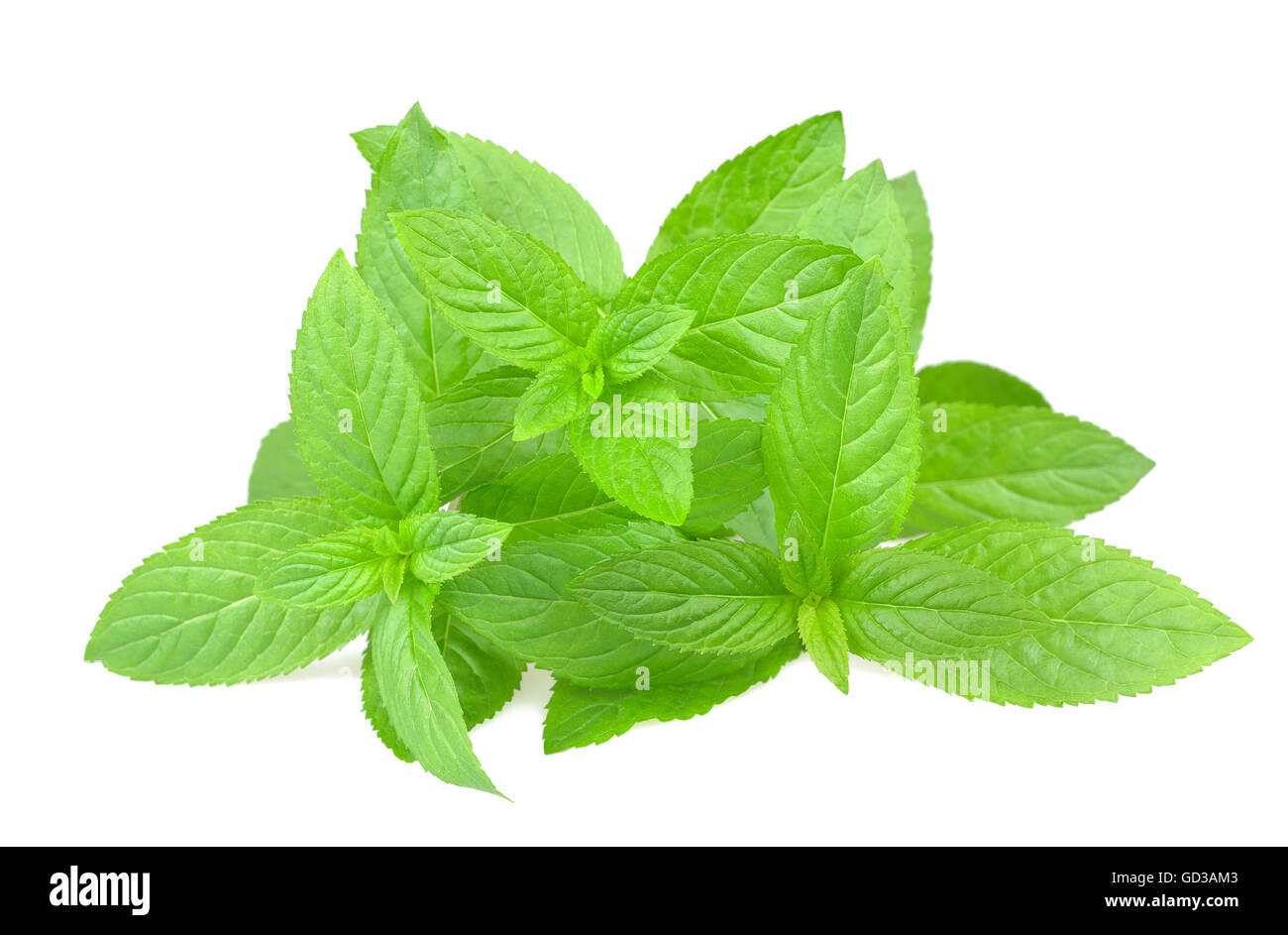 Mint bunch isolated on white Stock Photo Alamy