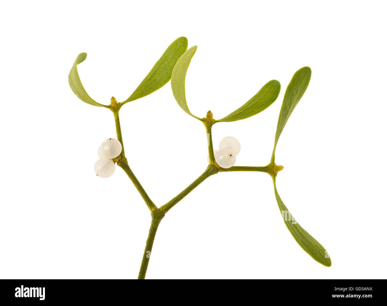 mistletoe branch isolated on white Stock Photo
