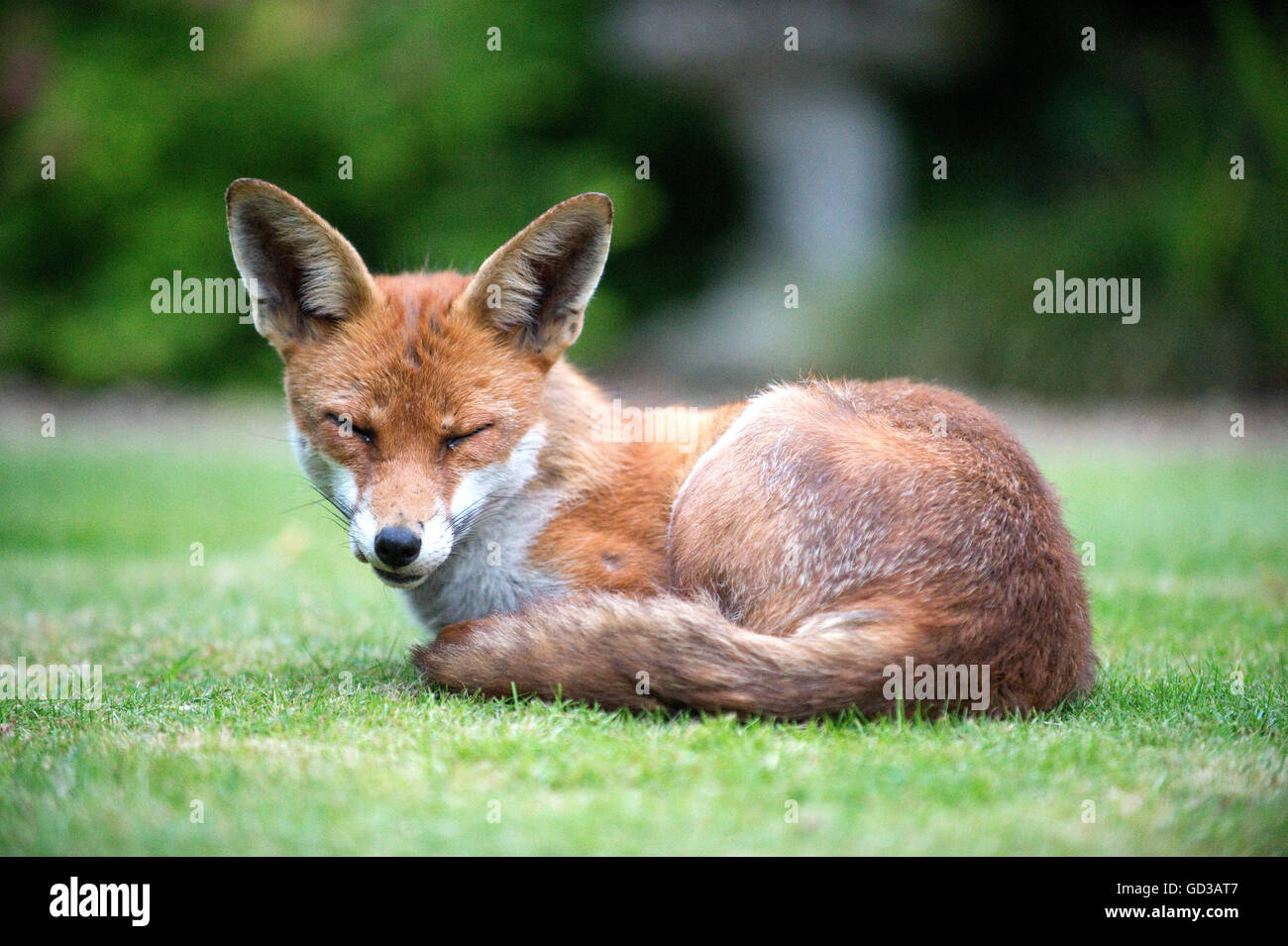 Fox curled up on grass facing the viewer, eyes shut, ears alert. Stock Photo