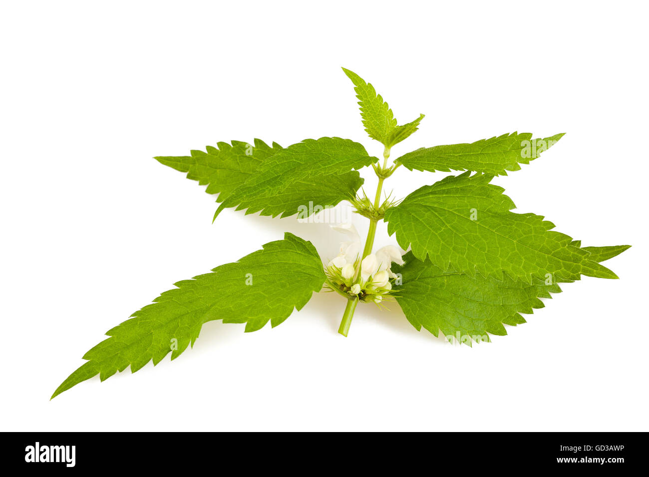 Nettles with flowers isolated on white Stock Photo Alamy