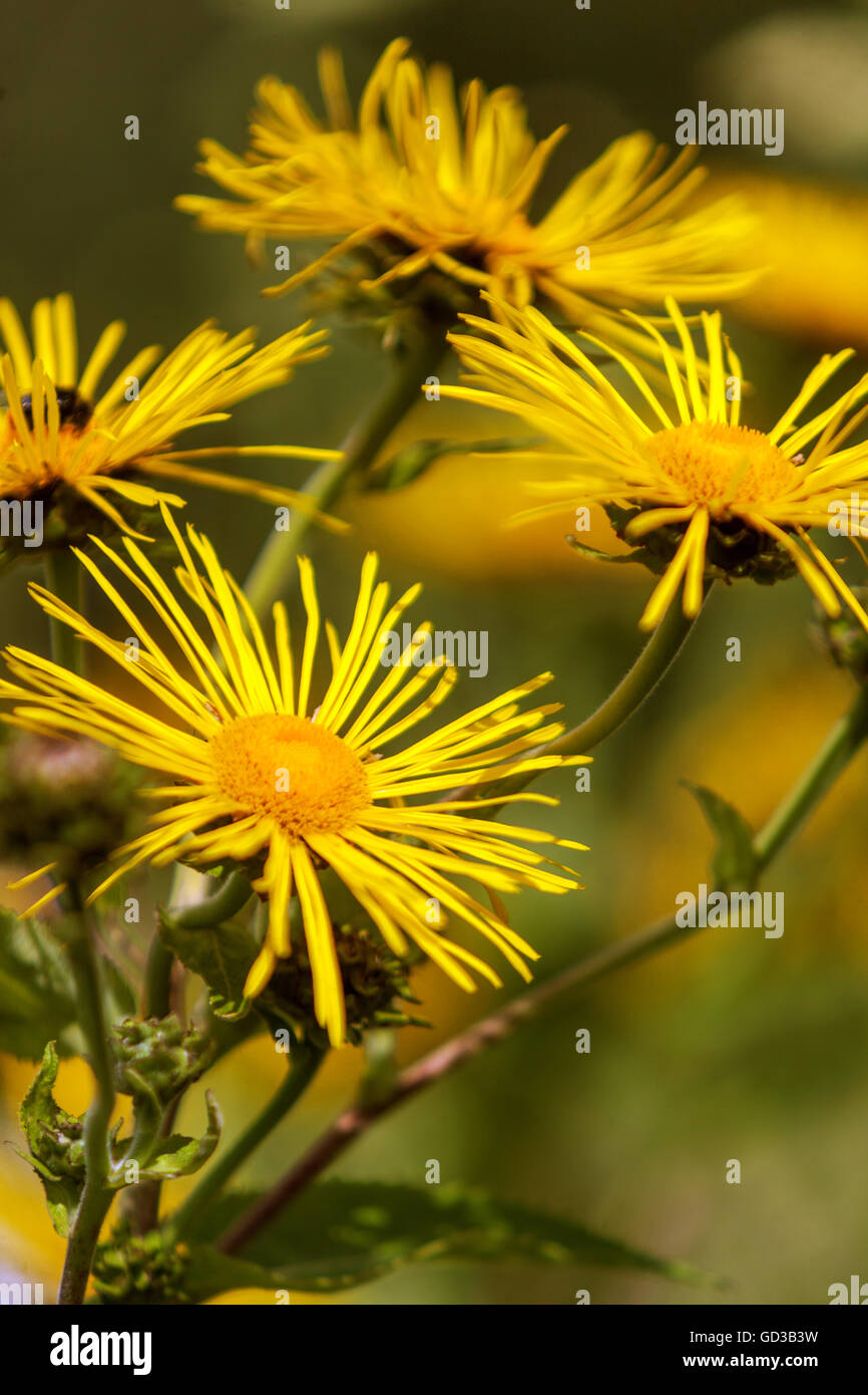 Inula magnifica, the giant fleabane Stock Photo