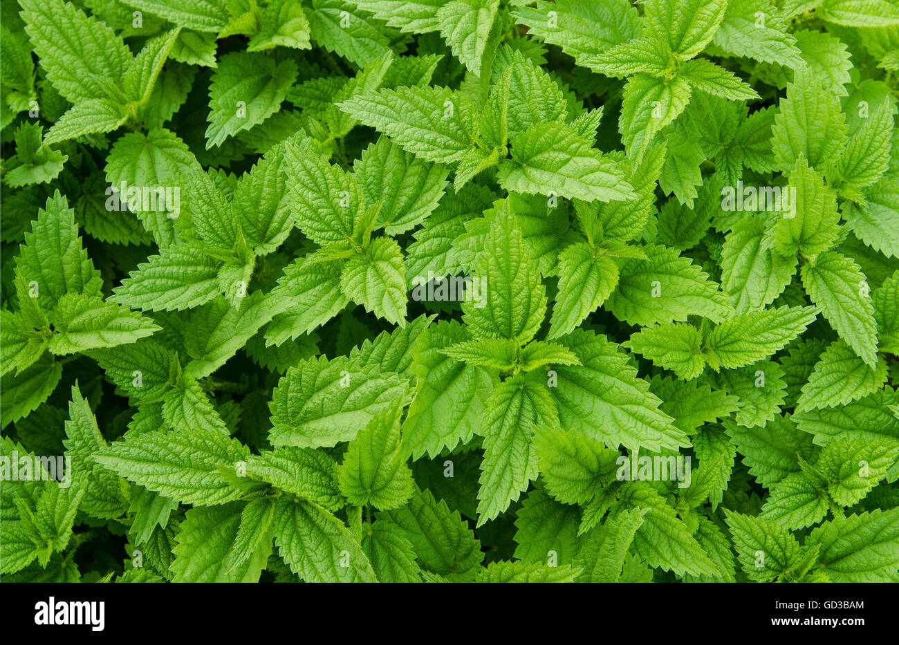 Green fresh nettles background Stock Photo