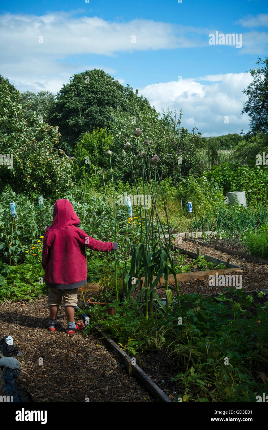 A small child wearing a red duffel coat in Aberystwyth allotment gardens on 'Open Garden' day, sunday 10 July 2016 Stock Photo