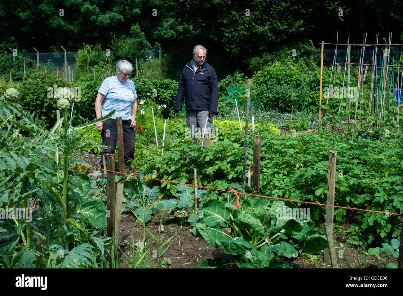 Two People visiting Aberystwyth allotment gardens on 'Open Garden' day, sunday 10 July 2016 Stock Photo
