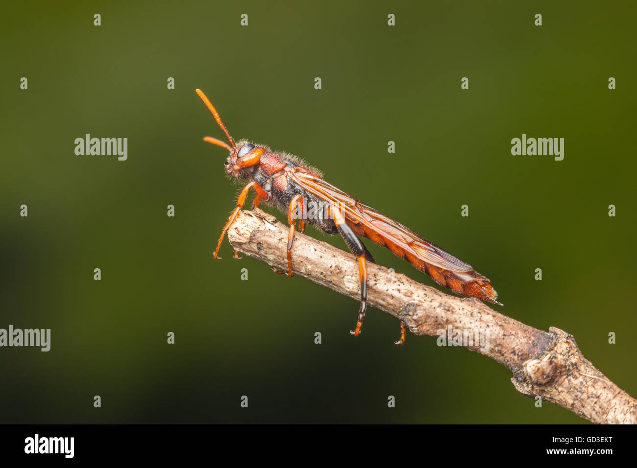 Tremex wasp hi-res stock photography and images - Alamy