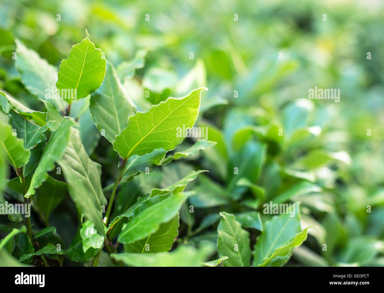 Fresh leaves of laurel plant. Macro shot. Stock Photo