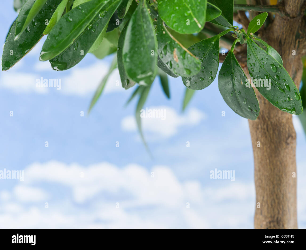 Lemon tree leaves hi-res stock photography and images - Alamy