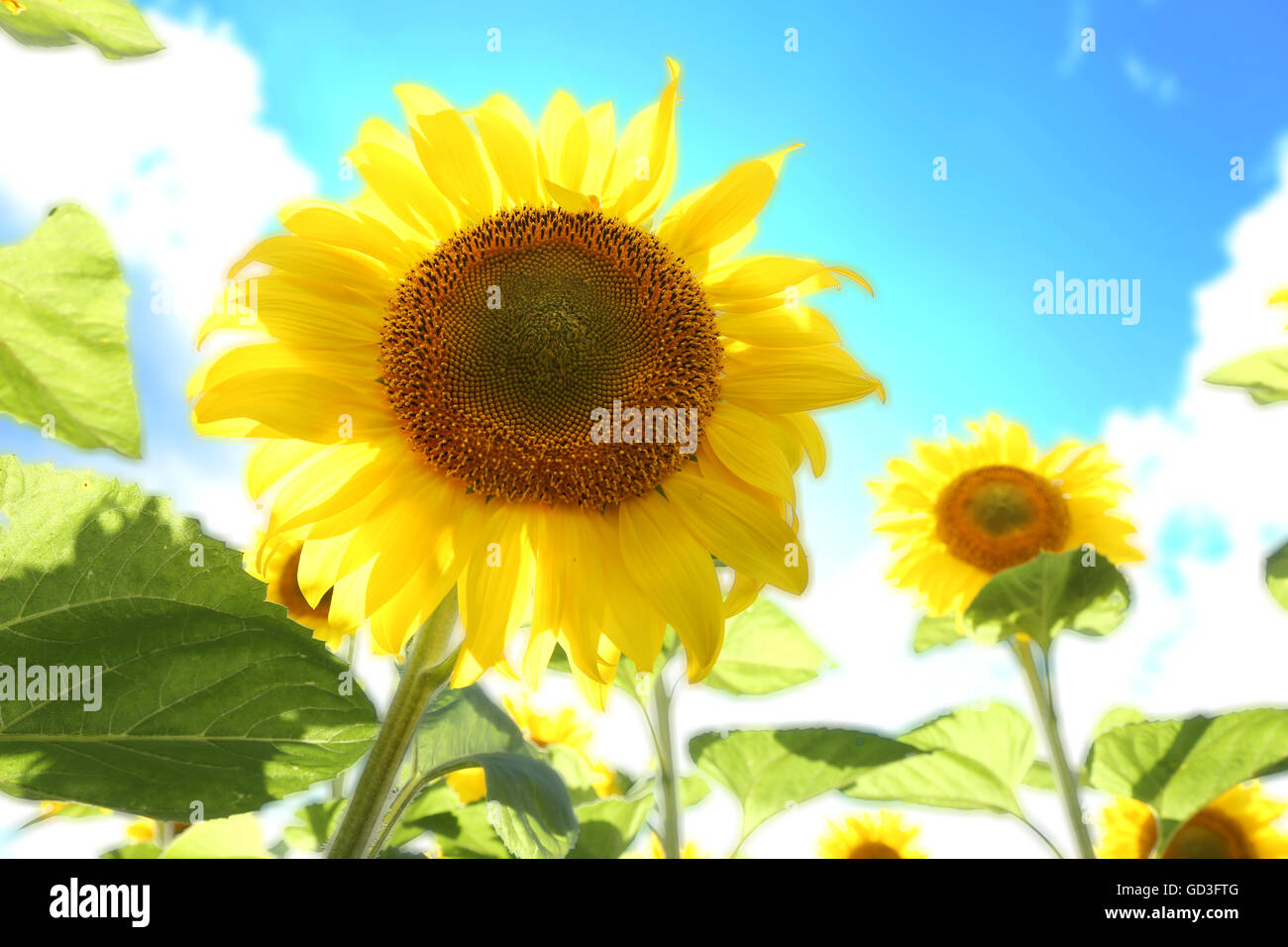 Bright picture of sunflowers in the field on the sunny day Stock Photo ...