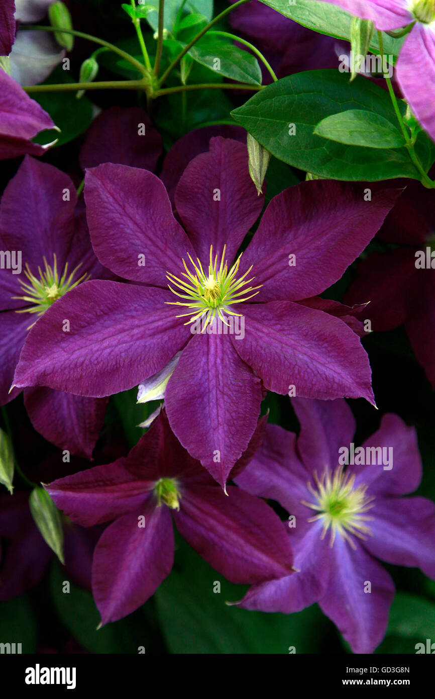 Purple flower on vine hi-res stock photography and images - Alamy