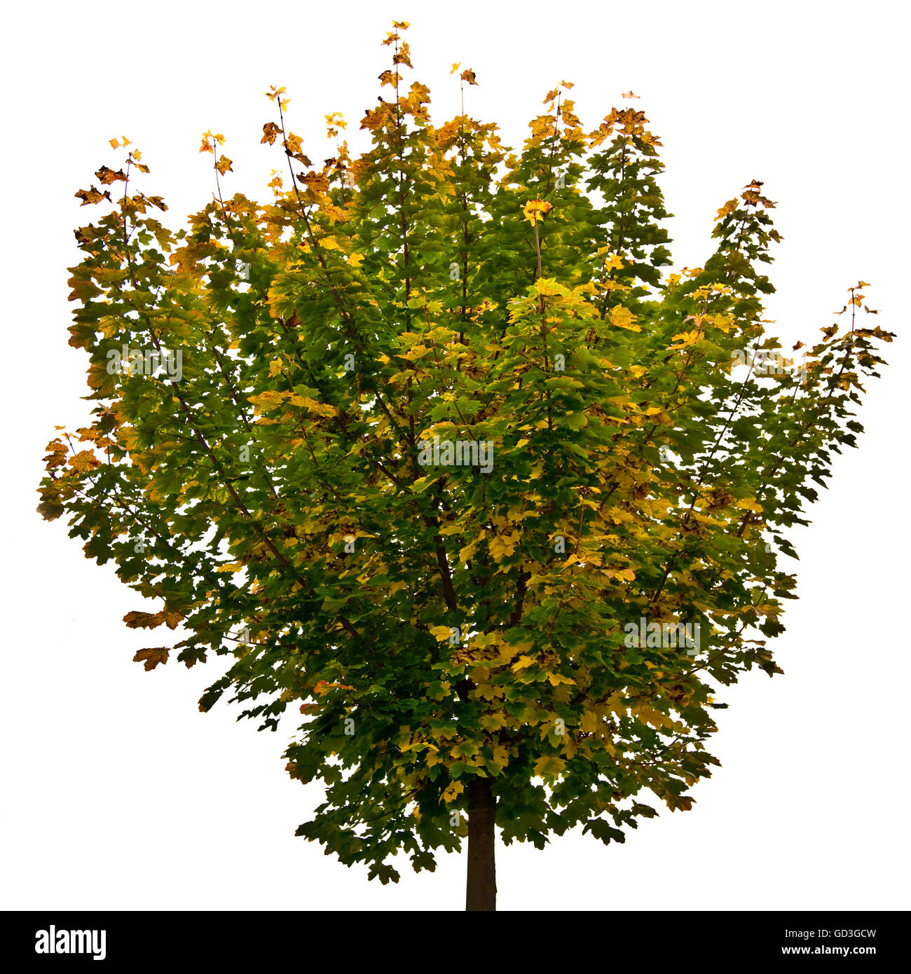 Maple tree (Acer) Stock Photo