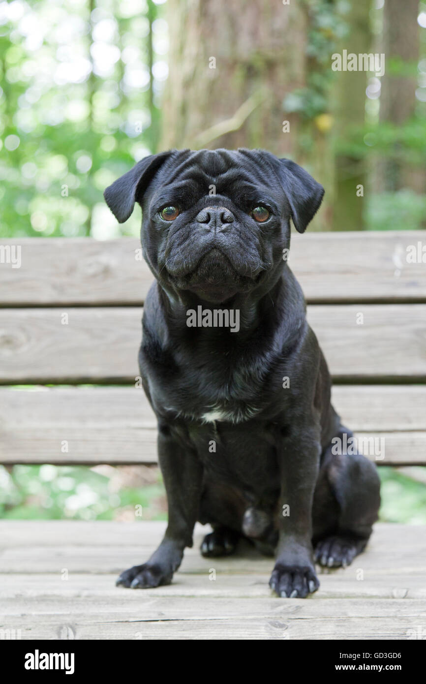 Black Pug on bench in forest Stock Photo