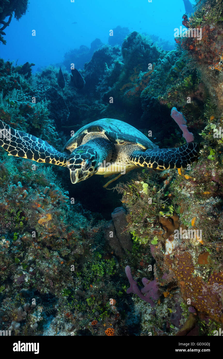 Hawksbill Turtle flying over the reef - Stock Image