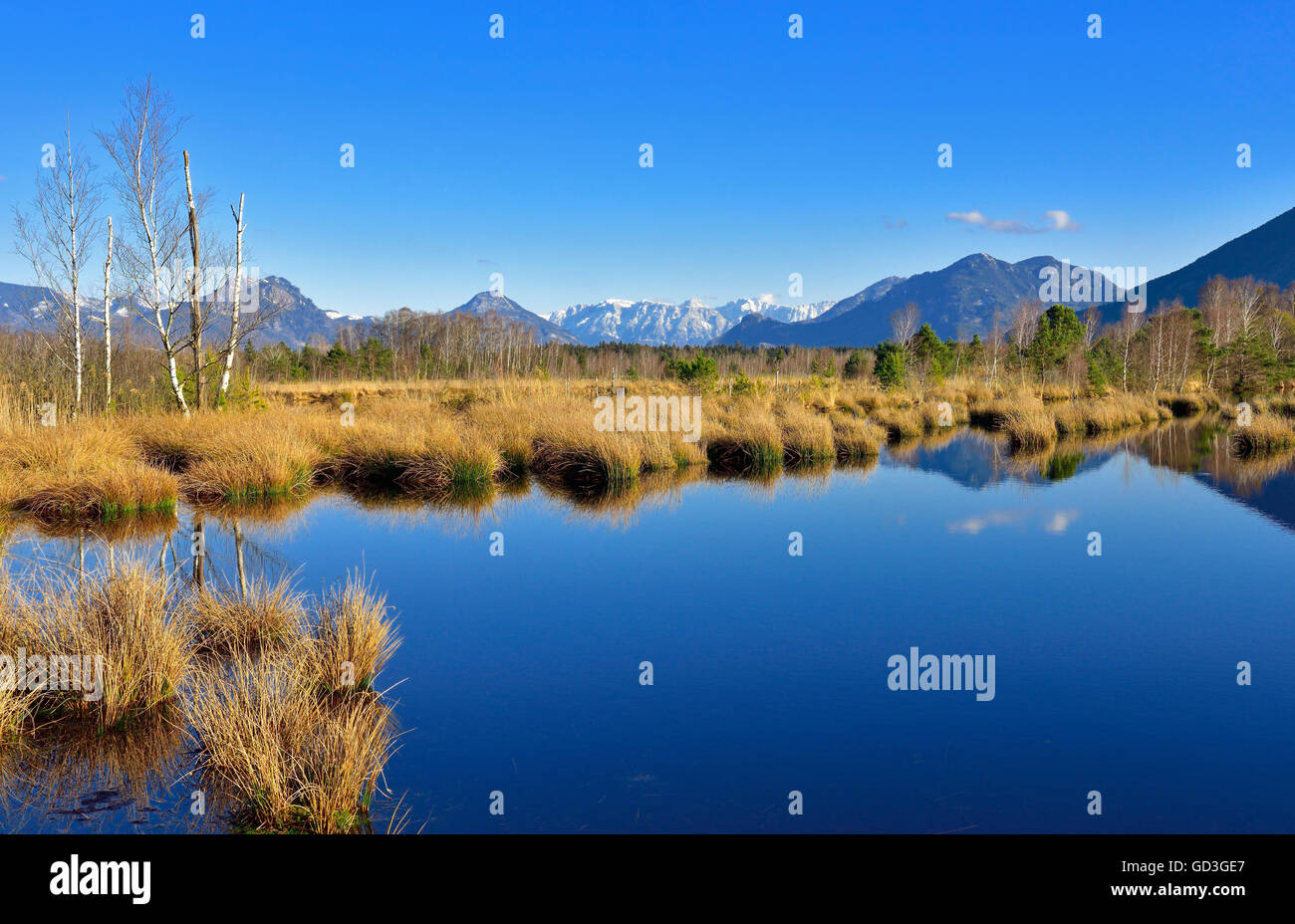 Moor pond, Grundbeckenmoor, Kaiser Mountains and Bavarian Alps in the background, Raubling, Alpine foothills, Bavaria, Germany Stock Photo