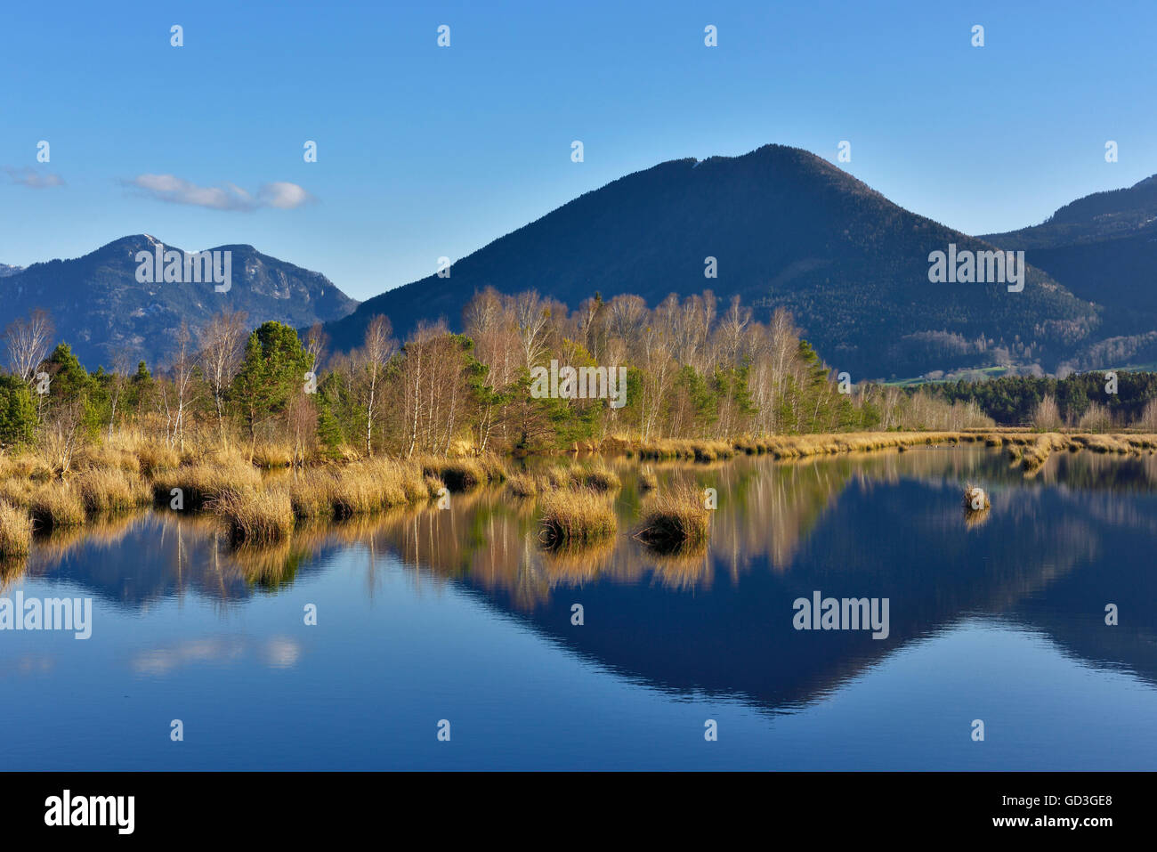 Reflection in moor pond, Flyschberge, Wendelstein, Mangfall Mountains, near Raubling, Alpine foothills, Bavaria, Germany Stock Photo