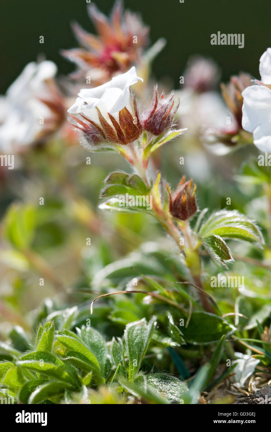 Diapensia diapensia lapponica hires stock photography and images Alamy