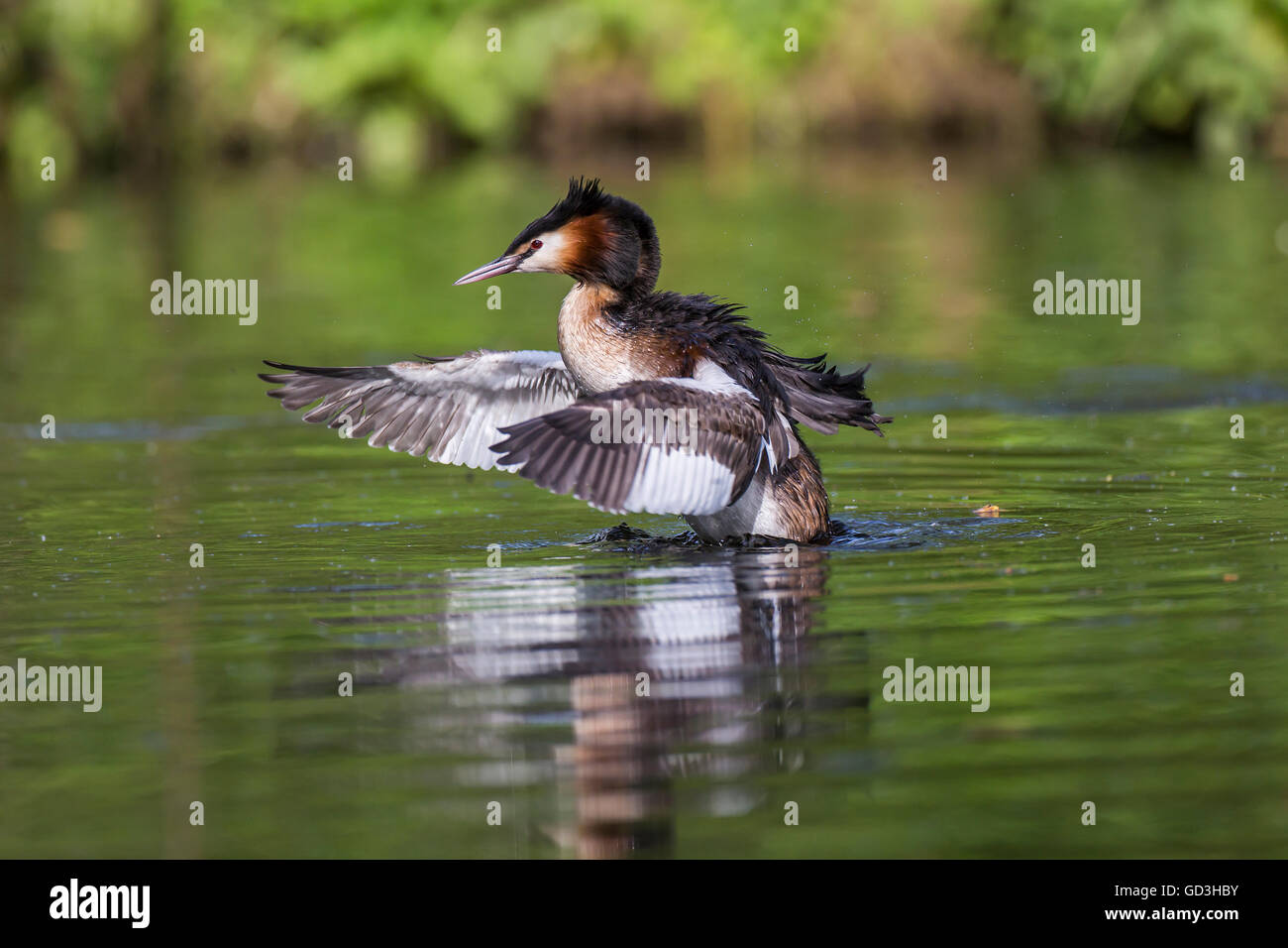 Great Crested Grebe (Podiceps cristatus) in water spreading its wings, side view, Nettetal, North Rhine-Westphalia, Germany Stock Photo