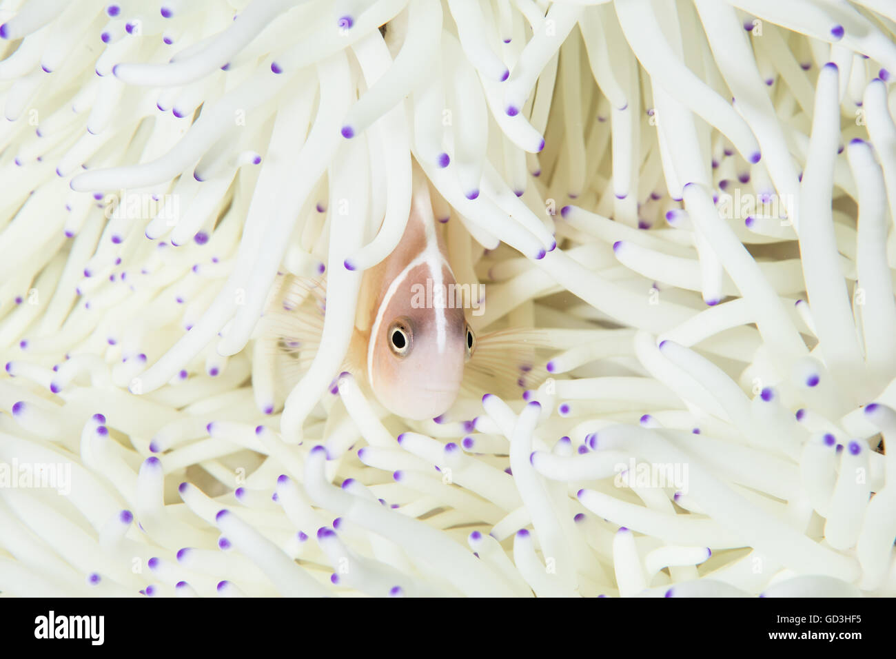 A Pink anemonefish (Amphiprion perideraion) swims among the tentacles of its host anemone on a coral reef in Indonesia. Stock Photo