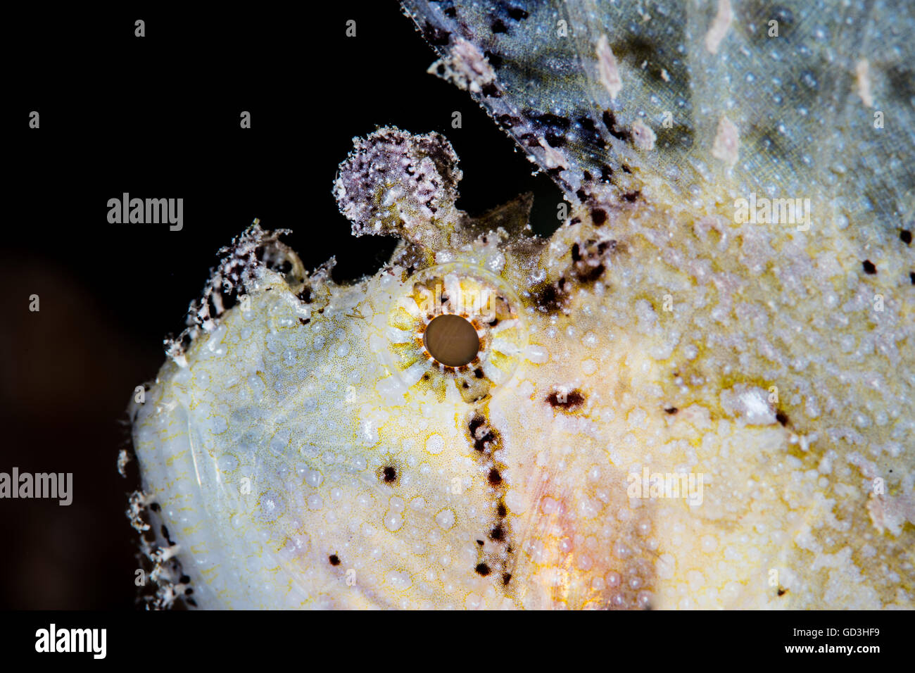Detail of a predatory Leaf scorpionfish (Taenianotus triacanthus) sitting on a coral reef in Indonesia. Stock Photo
