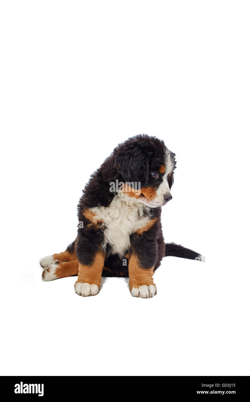 bernese mountain dog isolated on white Stock Photo - Alamy