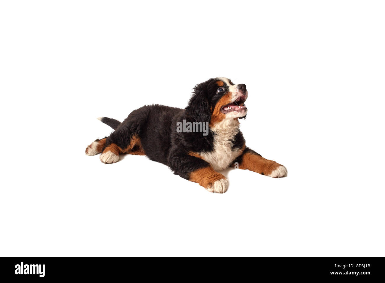 bernese mountain dog isolated on white Stock Photo - Alamy