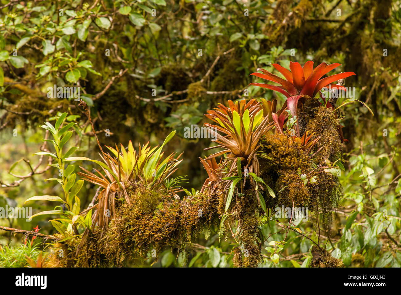 Bromeliads growing on a large tree limb, as seen from above, at Monteverde Sky Walk in Monteverde National Park, Costa Rica Stock Photo