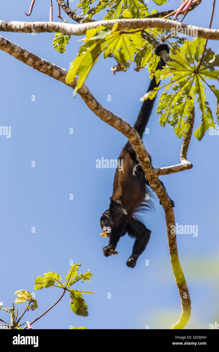 Mantled Howler Monkey (Alouatta palliata) in the trees beside Pachira Lodge in Tortuguero, Costa Rica Stock Photo