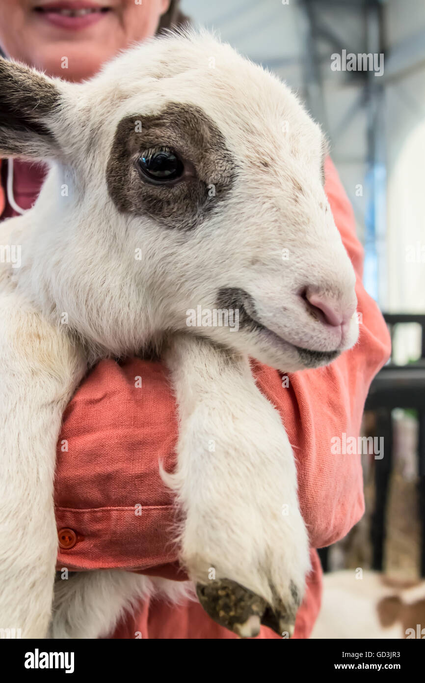 Woman holding a Katahdin Hair lamb at the Mother Earth News Fair in Puyallup, Washington, USA. Stock Photo