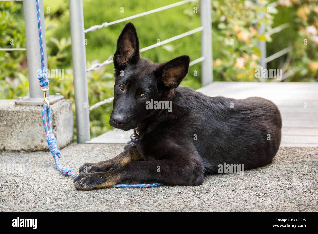 Vito A Four Month Old German Shepherd Puppy Resting In The Driveway To