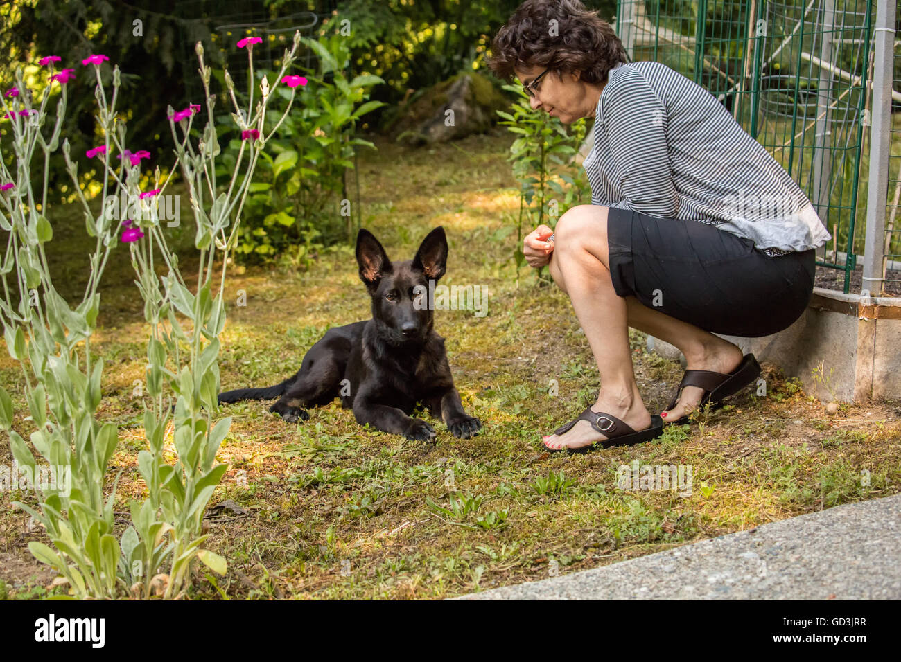 Vito, a four month old German Shepherd puppy resting in his mossy Pacific northwest lawn in Issaquah, Washington, USA Stock Photo