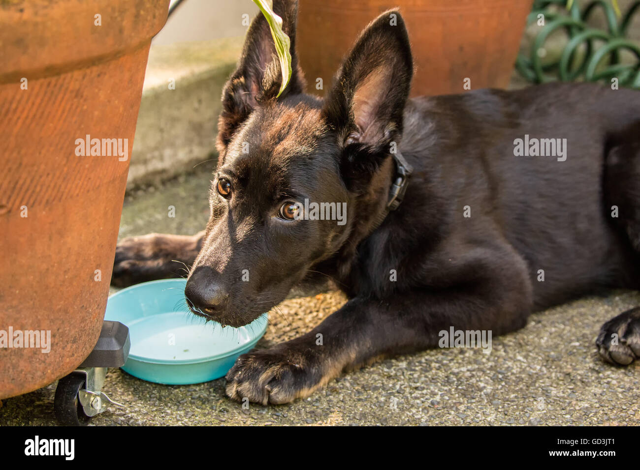 Vito, a four month old German Shepherd puppy taking a drink from his water bowl after playing, in Issaquah, Washington, USA Stock Photo