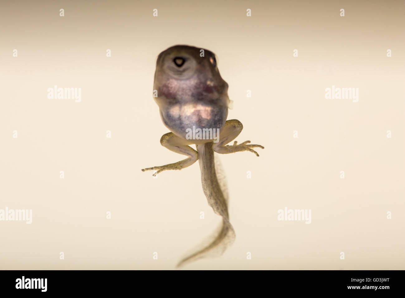 A tadpole (also called a pollywog or polliwog) is the larval stage in the life cycle of an amphibian, particularly that of a fro Stock Photo