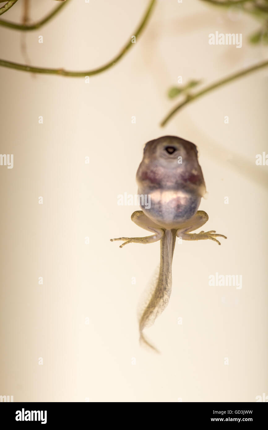 A tadpole (also called a pollywog or polliwog) is the larval stage in the life cycle of an amphibian, particularly that of a fro Stock Photo