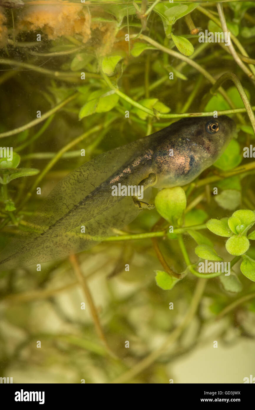 A tadpole (also called a pollywog or polliwog) is the larval stage in the life cycle of an amphibian, particularly that of a fro Stock Photo