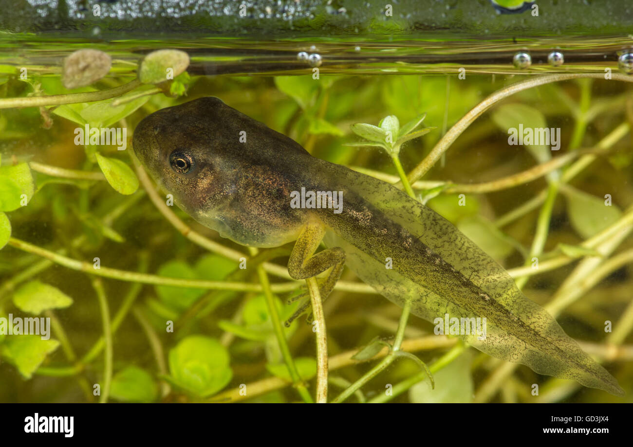 A tadpole (also called a pollywog or polliwog) is the larval stage in the life cycle of an amphibian Stock Photo