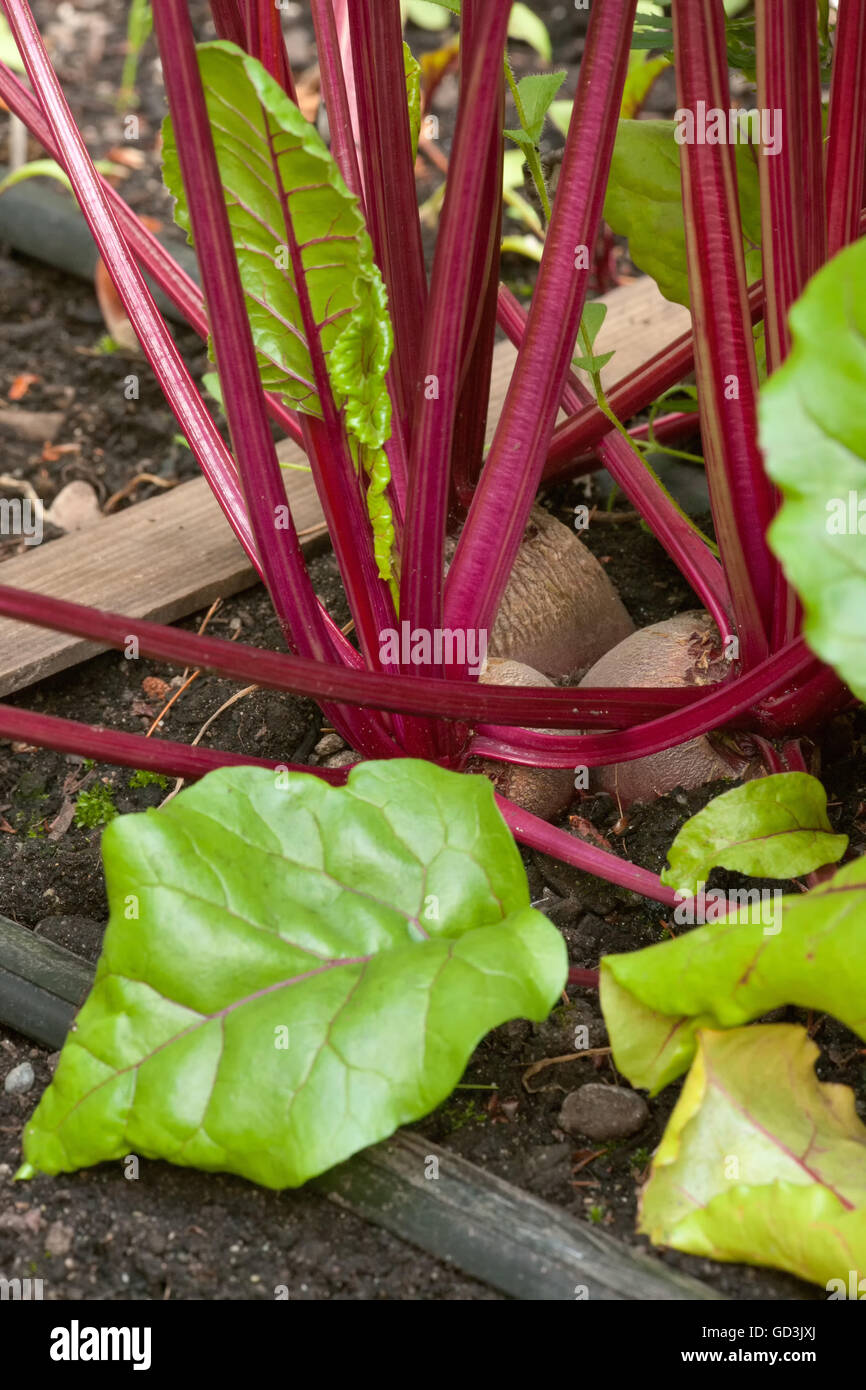 Early Wonder Tall Top beets growing at the Mirrormont Pea Patch