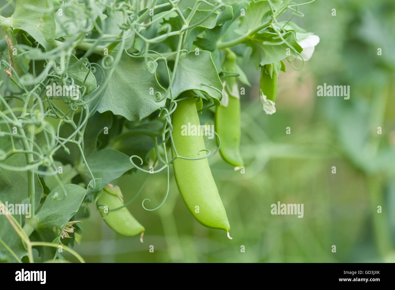 Snap peas growing hi-res stock photography and images - Alamy
