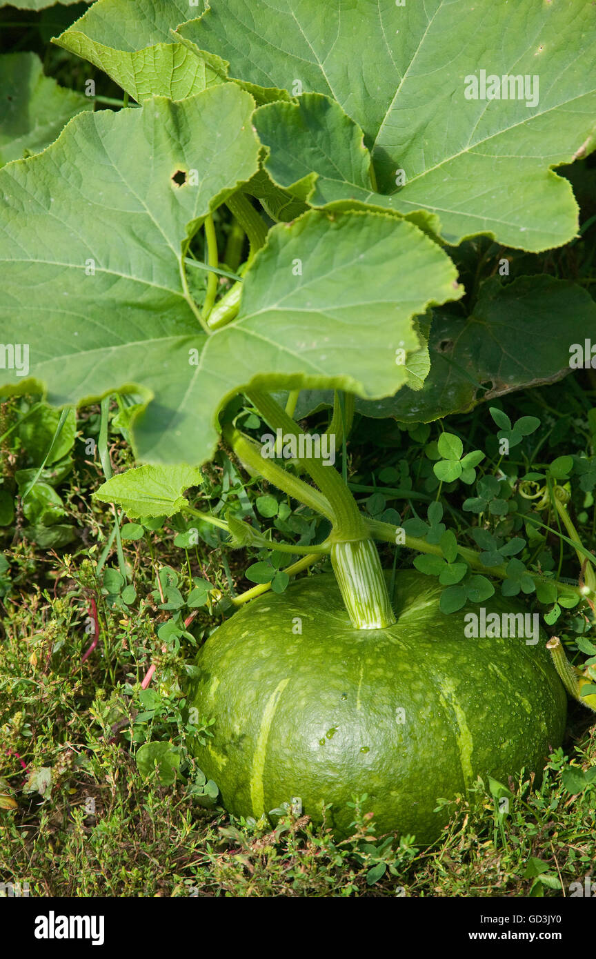 Green kabocha squash hires stock photography and images Alamy