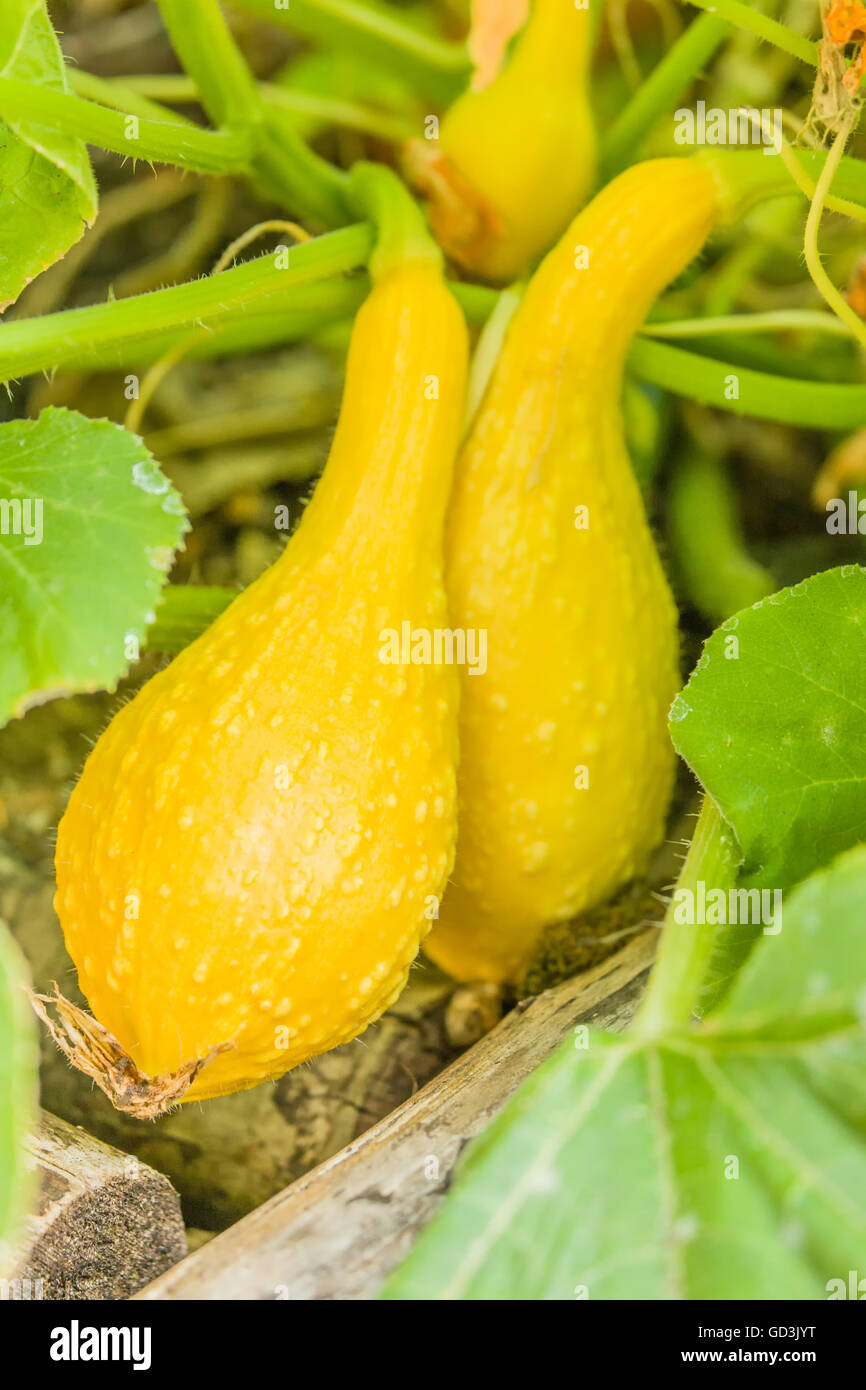 Yellow Crookneck Summer Squash growing on the vine in a raised bed