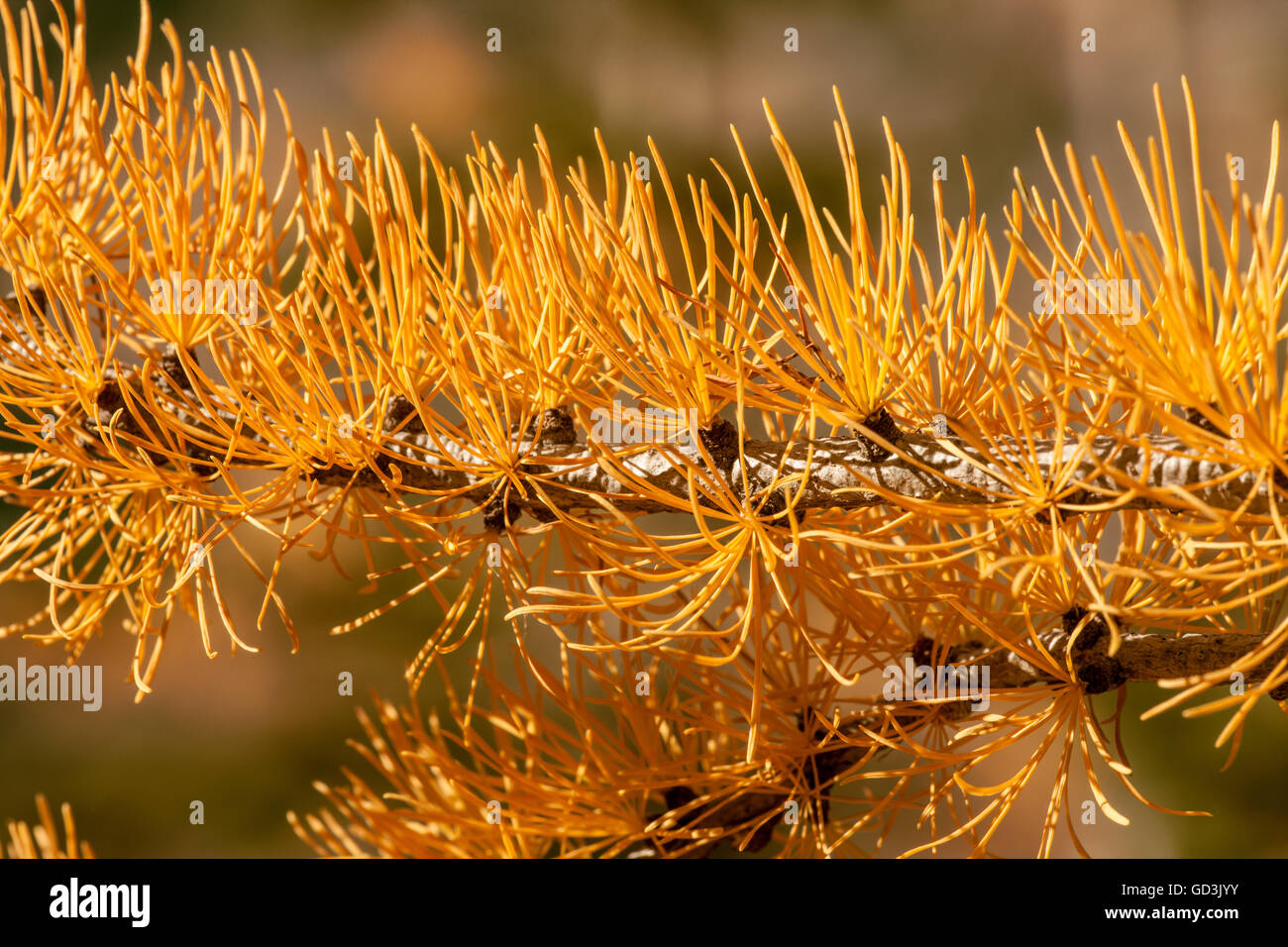 Close-up of the branch of a Western Larch tree in Autumn, found along Route 20 in western Washington, USA. Stock Photo