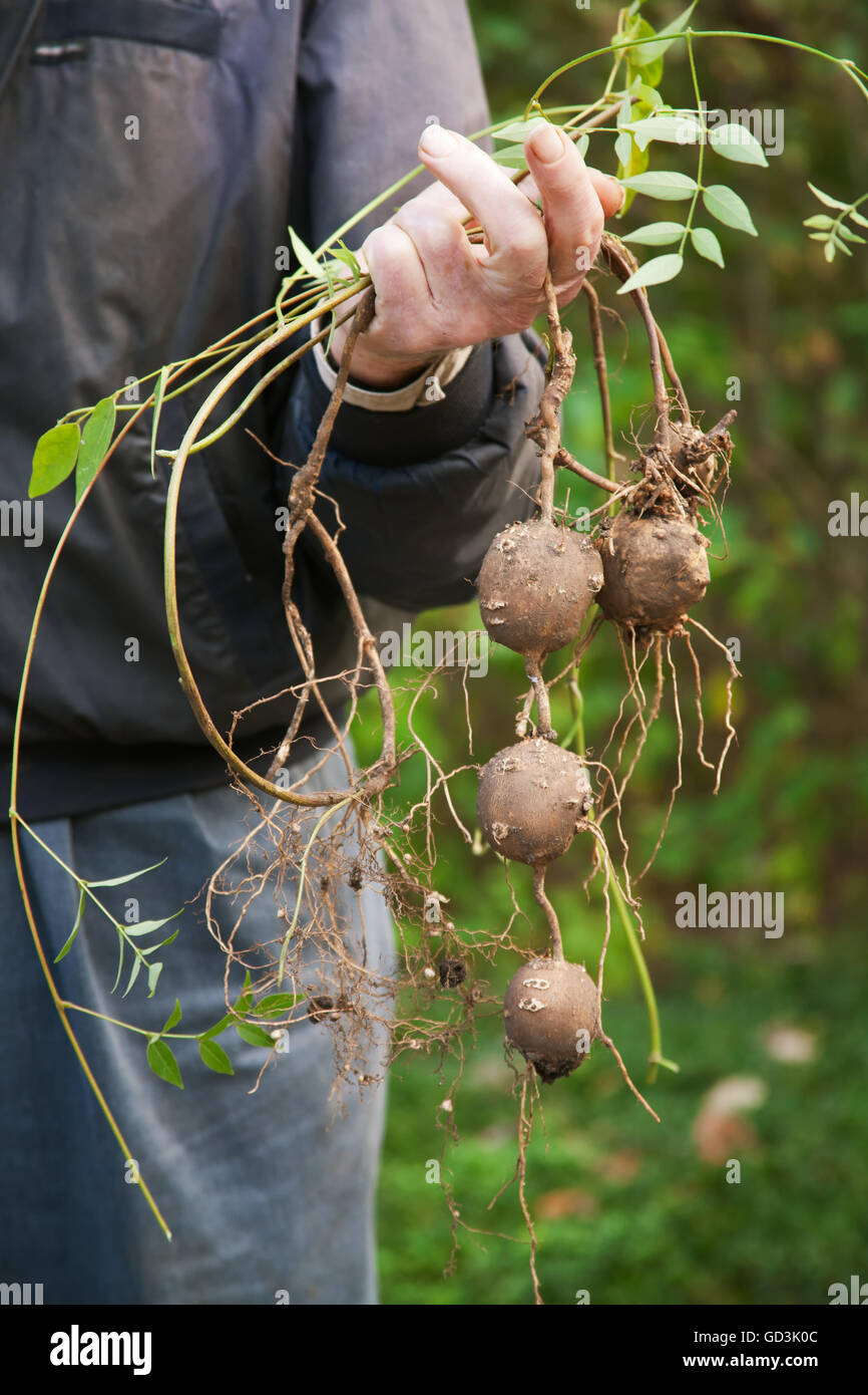 Freshly harvested Indian Potatoes, an heirloom potato that is native to the eastern United States Stock Photo