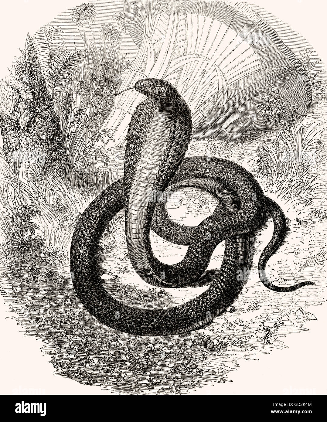 Egyptian cobra, Naja haje, a species of cobra found in Africa, Uräusschlange, Ägyptische Kobra Stock Photo