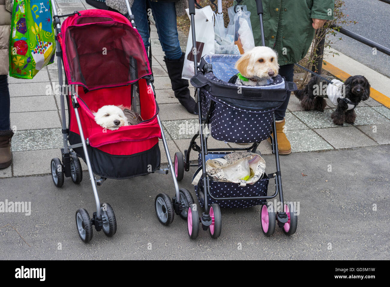 Dogs in perambulators, tokyo, japan Stock Photo