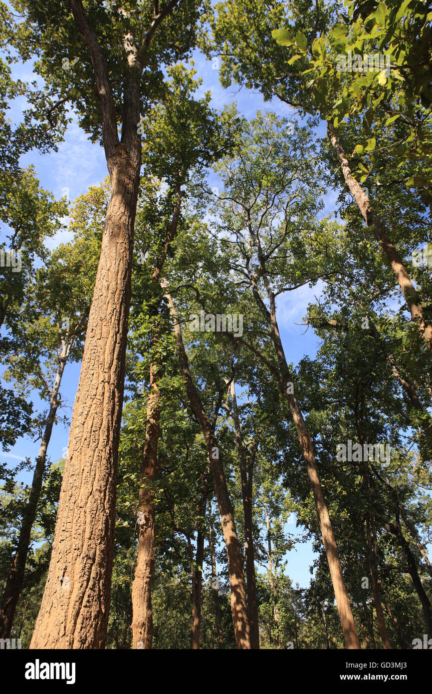 Sal trees, bastar, chhattisgarh, india, asia Stock Photo