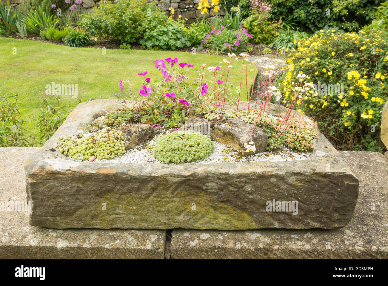 Alpines in a stone sink Stock Photo