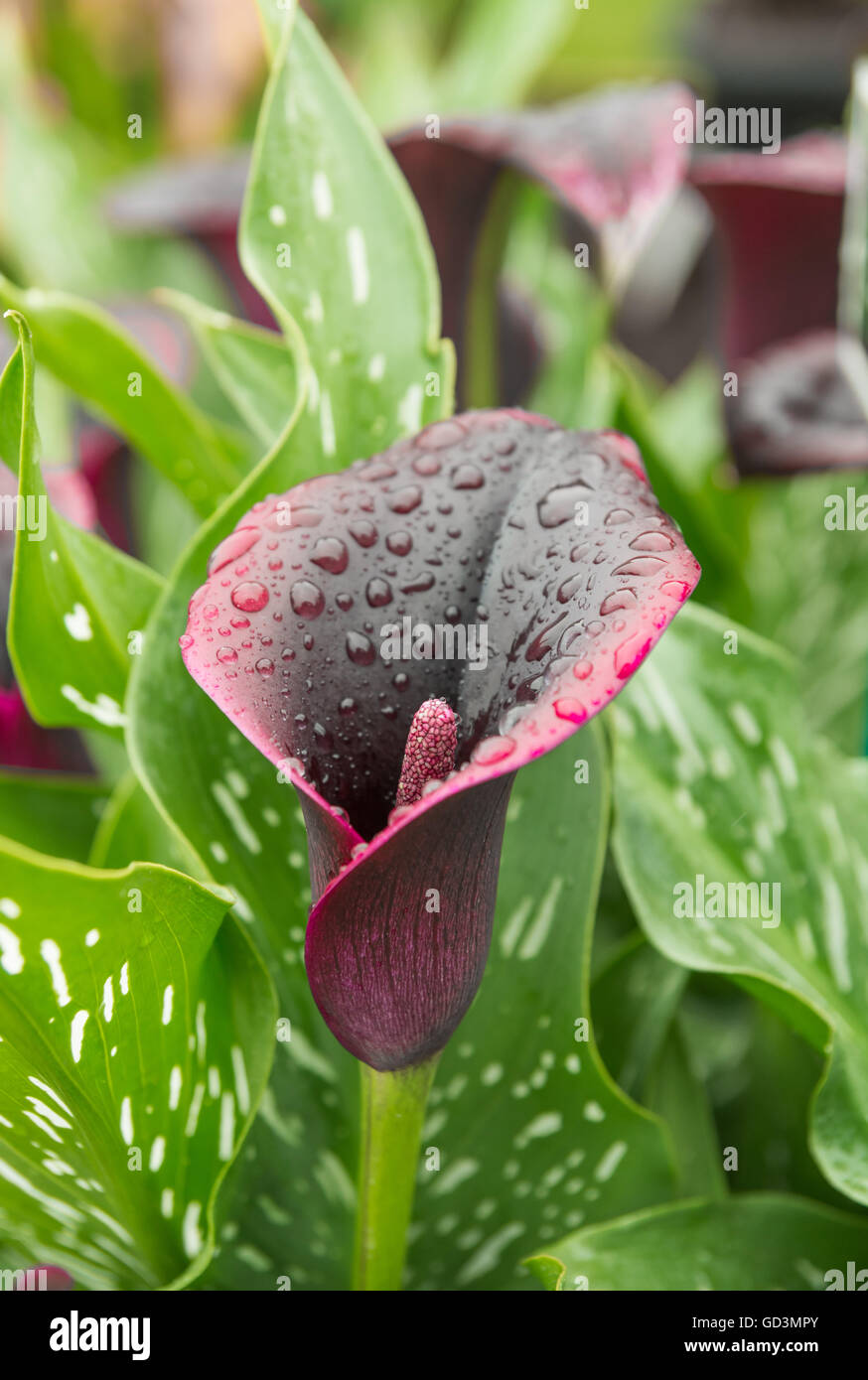 Arum lily hires stock photography and images Alamy