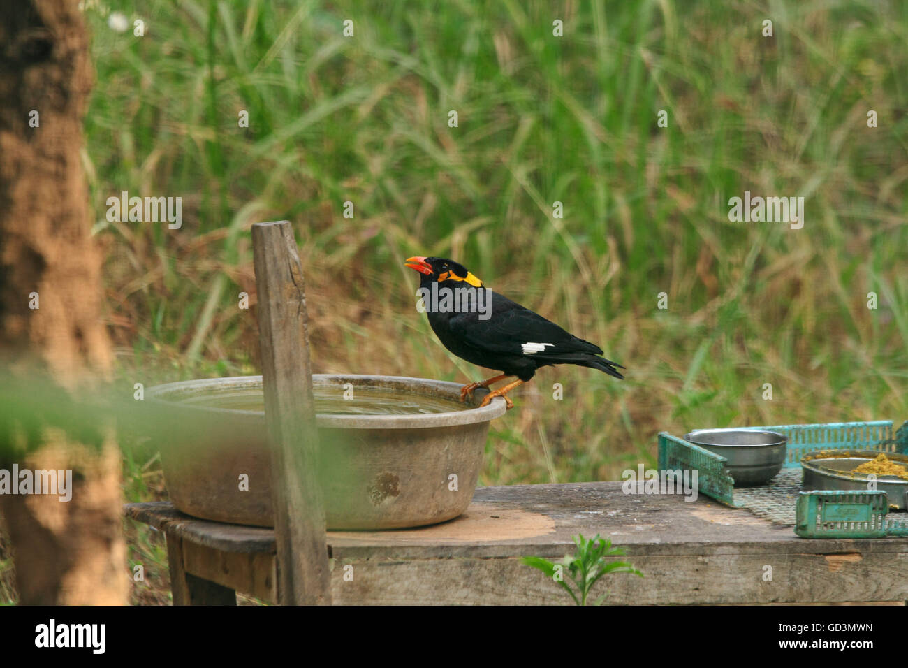 Bird having water kanger valley, national park, bastar, chhattisgarh, india, asia Stock Photo
