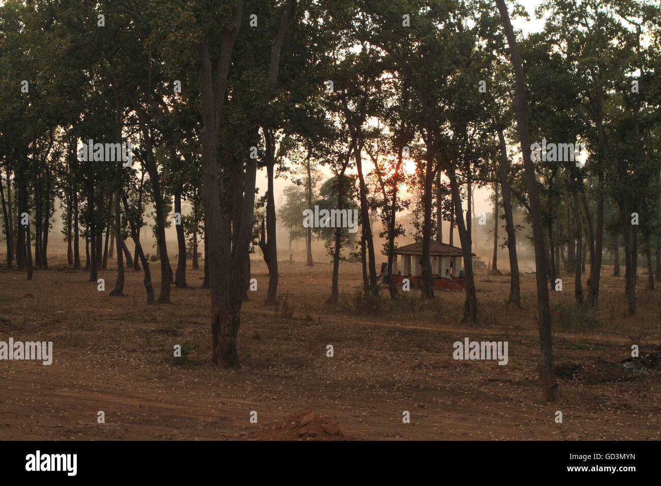 Bastar forest hi-res stock photography and images - Alamy