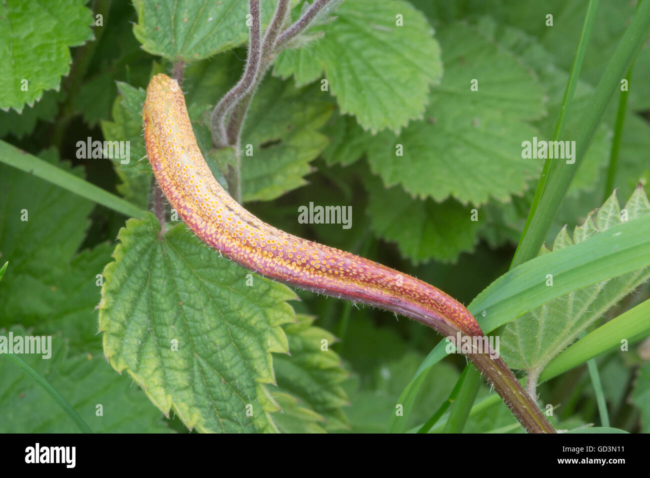 Nettle Cluster-cup Rust Fungus (Puccinia urticata) Stock Photo